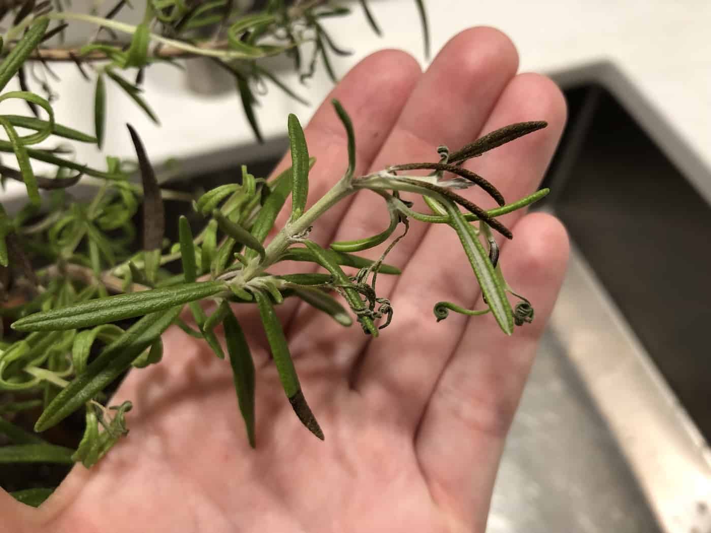 Brown tips of leaves on overwatered rosemary plant