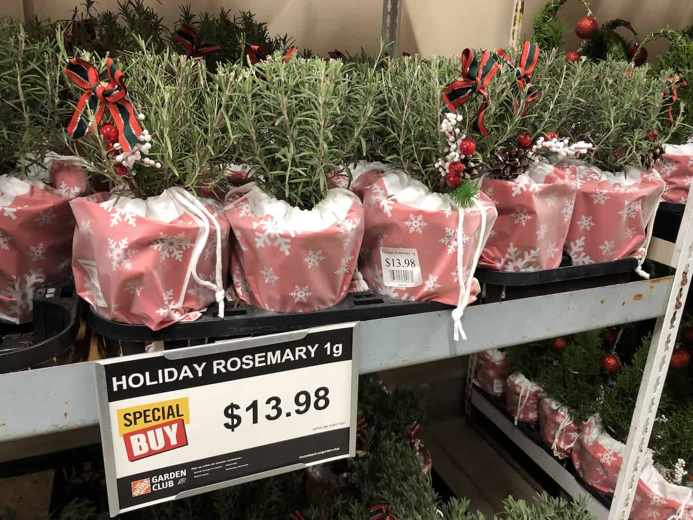 Christmas Rosemary Plants
