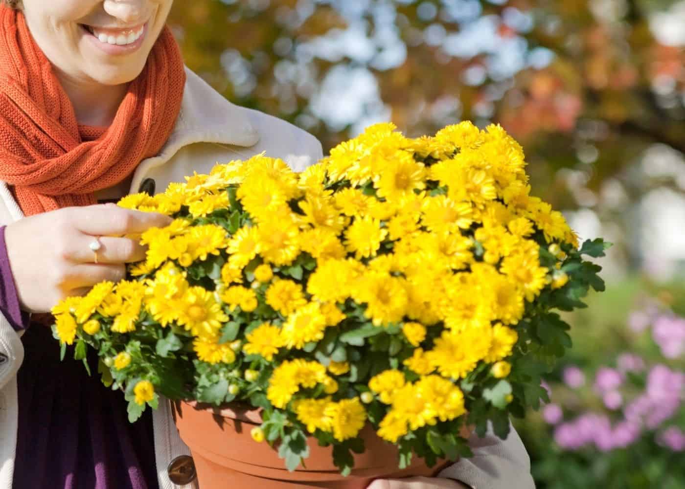 Fall Garden Mums - Yellow Flowers