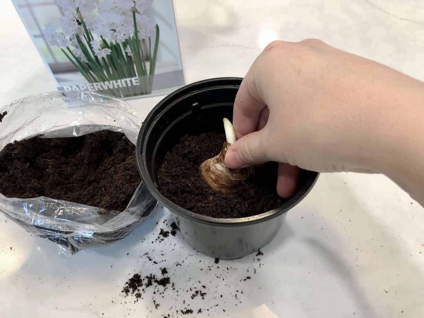 Forcing paperwhites in soil