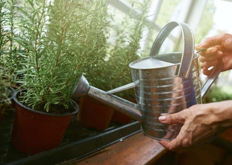 How often to water rosemary