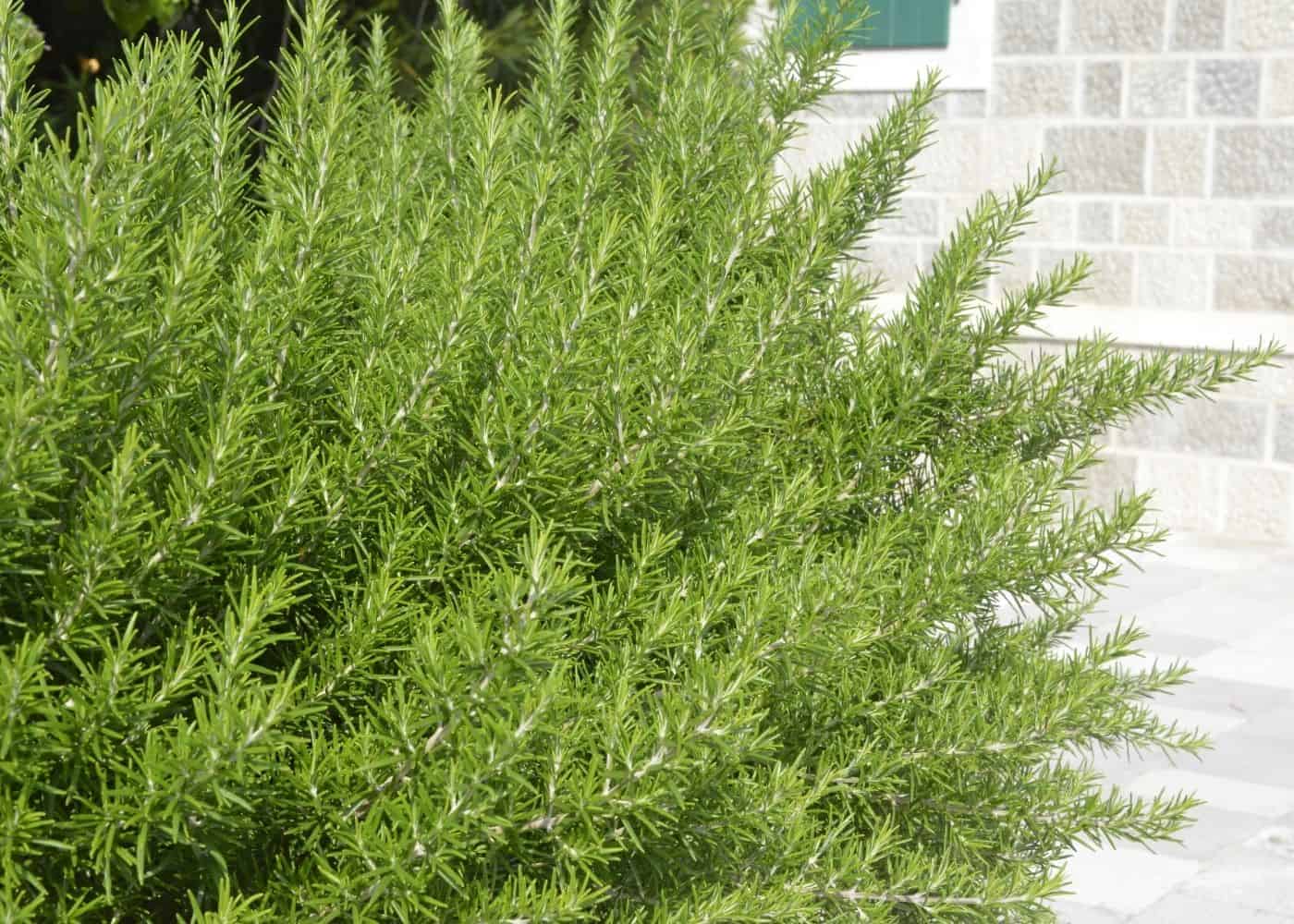 How Often To Water Rosemary Plants Outdoors
