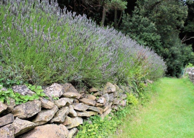 Lavender hedge: A fragrant flowering low-growing landscape hedge