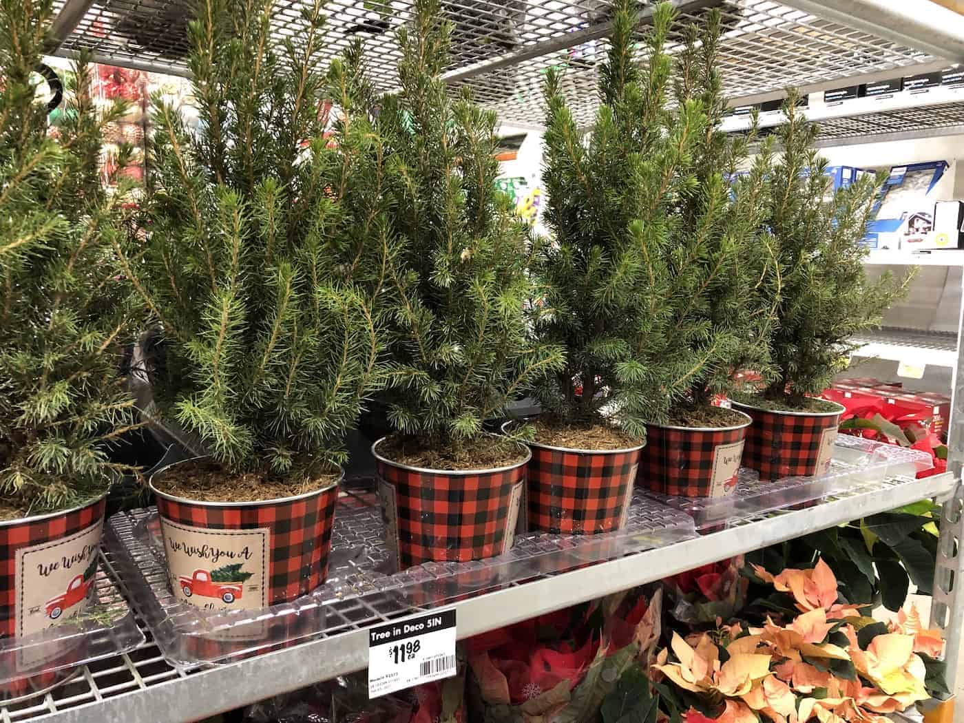 Mini christmas trees