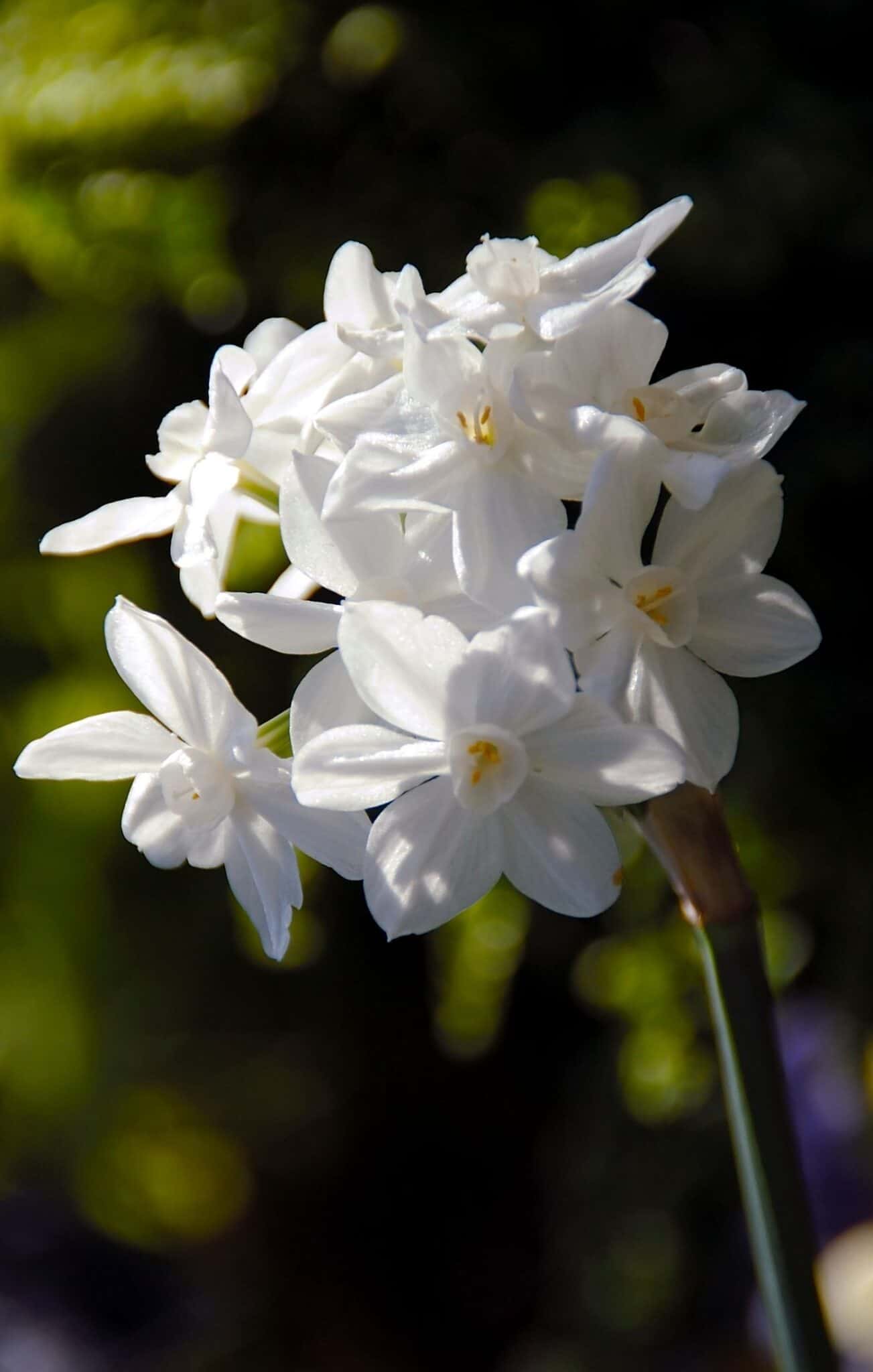 Discovering the charm of paperwhite Ziva 💐 Unleash its full blooming potential!