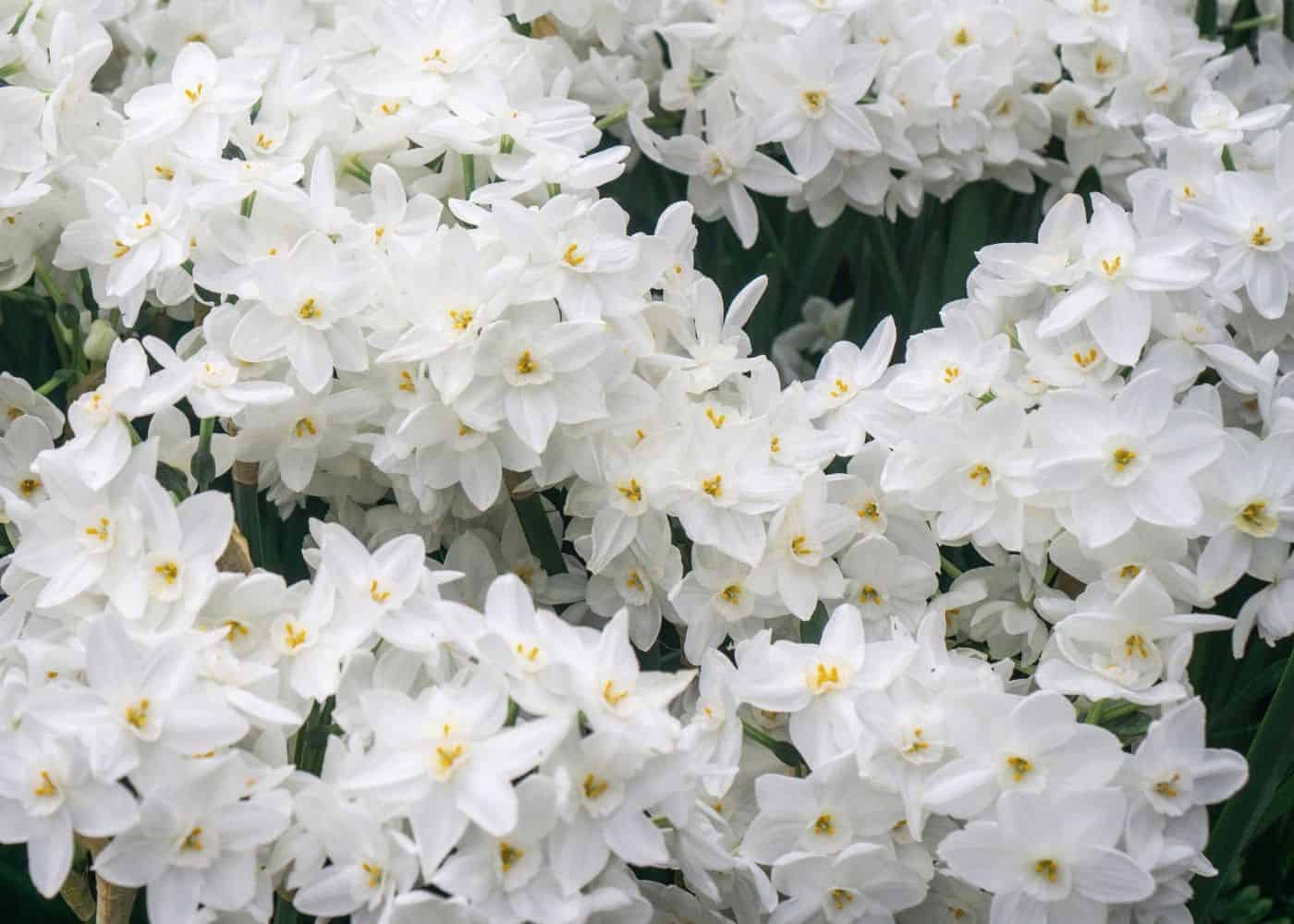 Paperwhite flowers in bloom