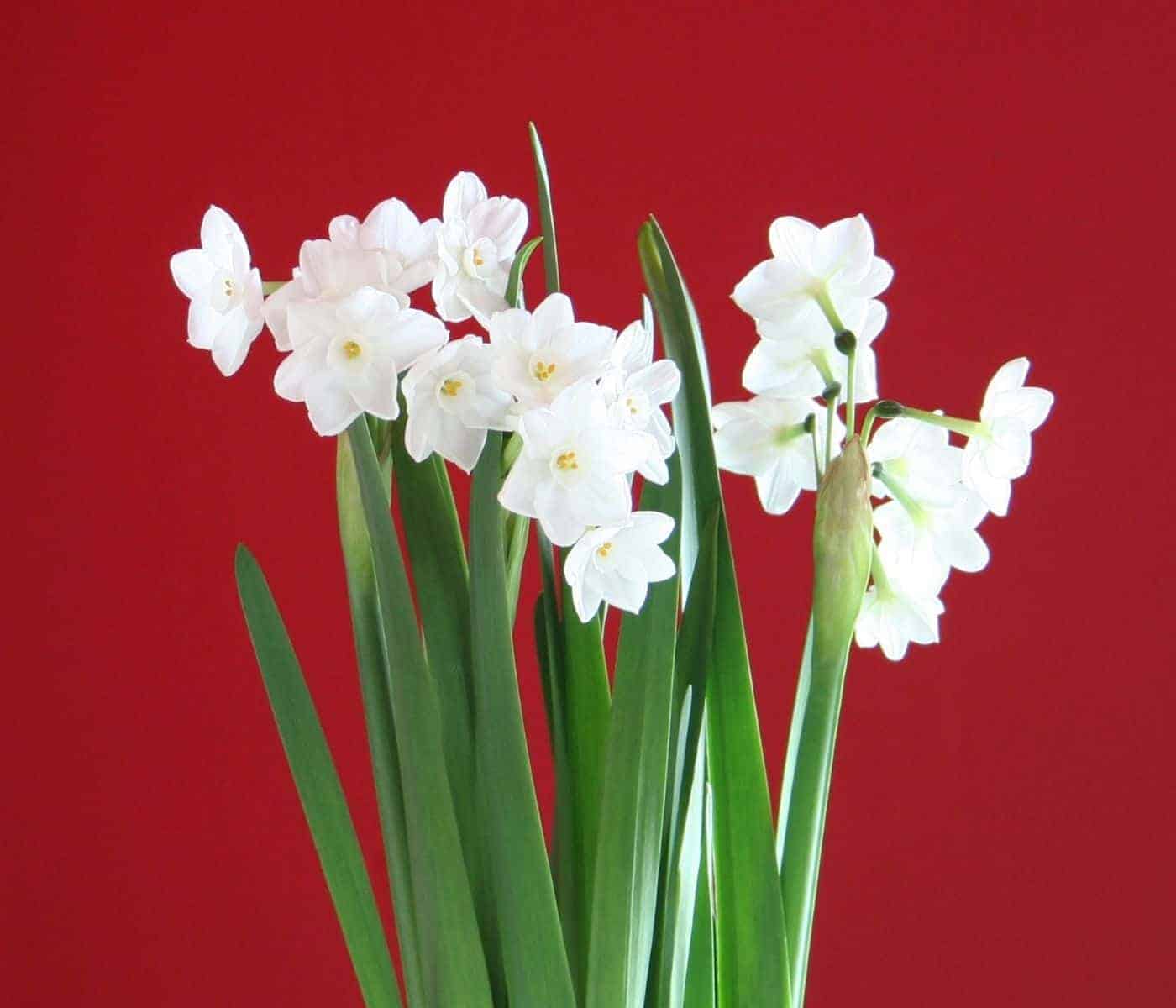 Paperwhites in bloom over the holidays