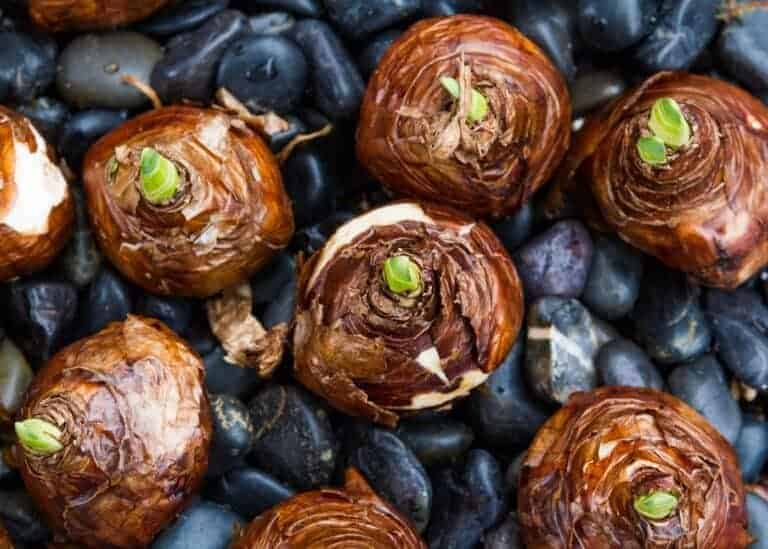 Growing paperwhites in water 🌱 💦 Unveil the magic behind hydroponic blooms!