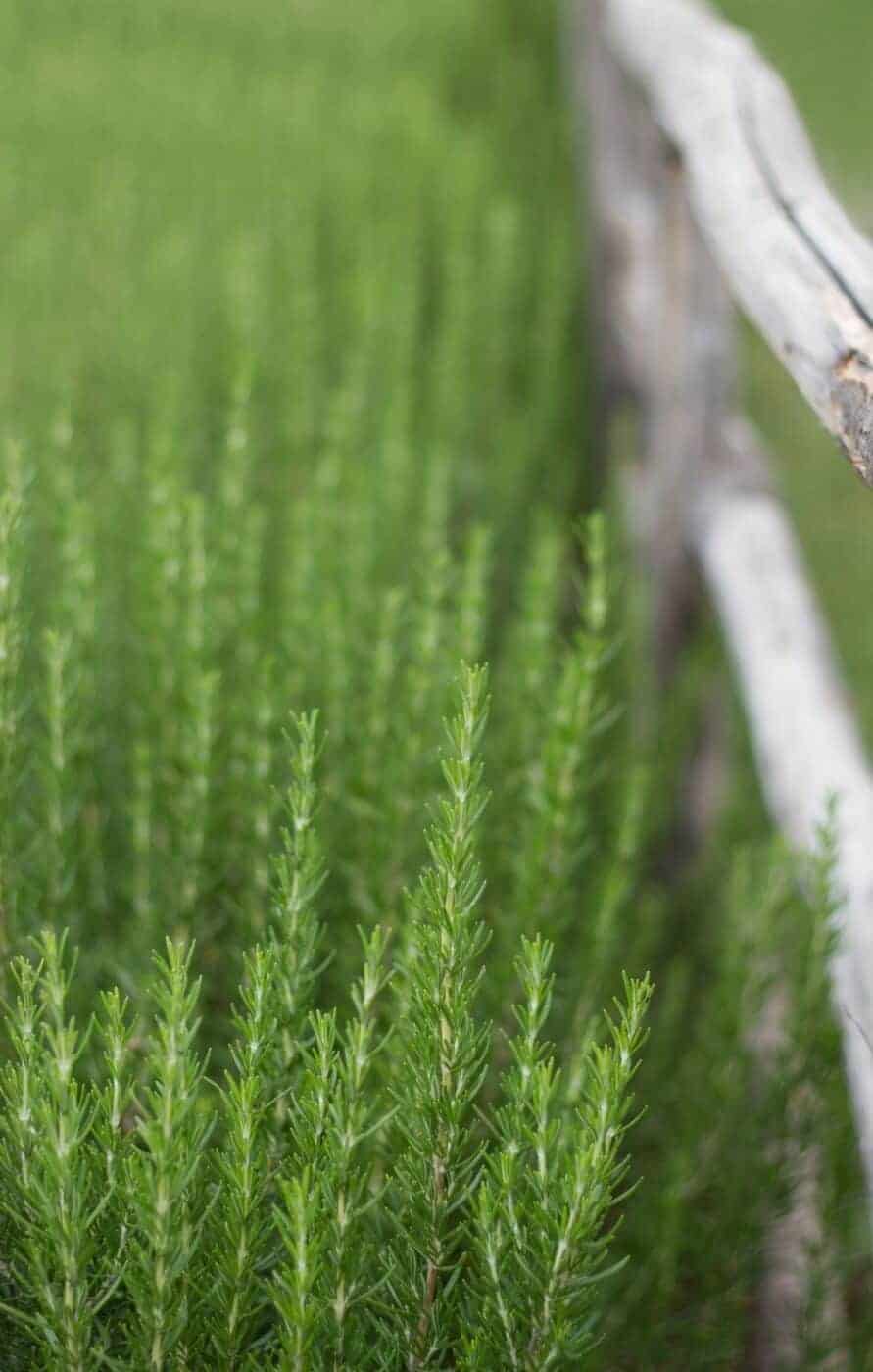 Rosemary hedge along fence line