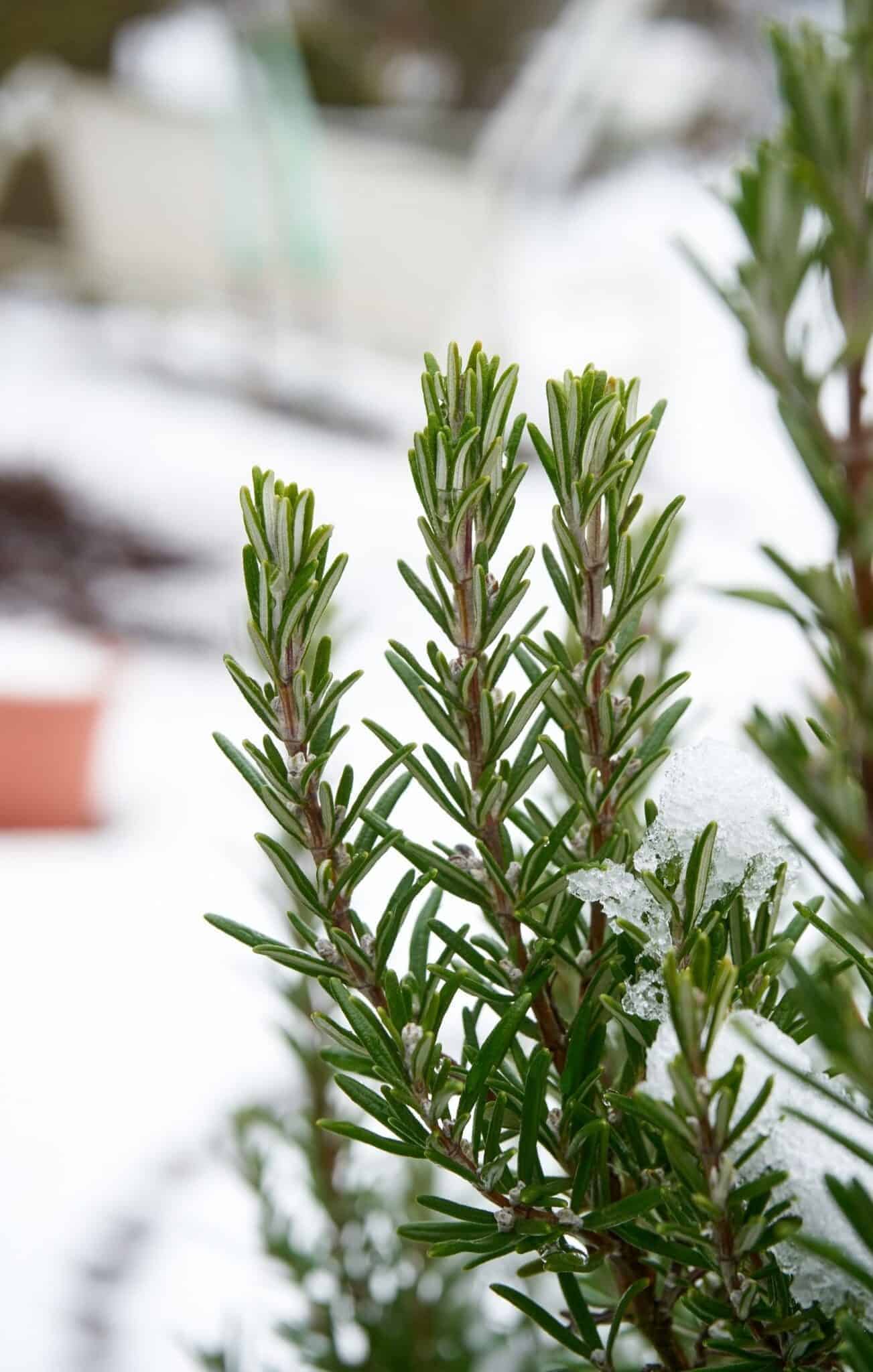 Care tips for rosemary in winter ☃️🌿 Unlock the secrets to healthy plants!