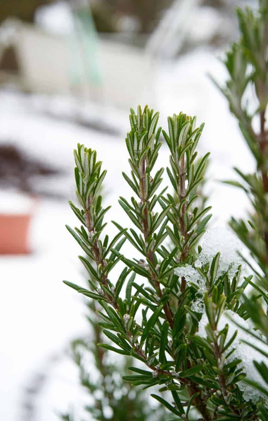Care tips for rosemary in winter ☃️🌿 Unlock the secrets to healthy plants!