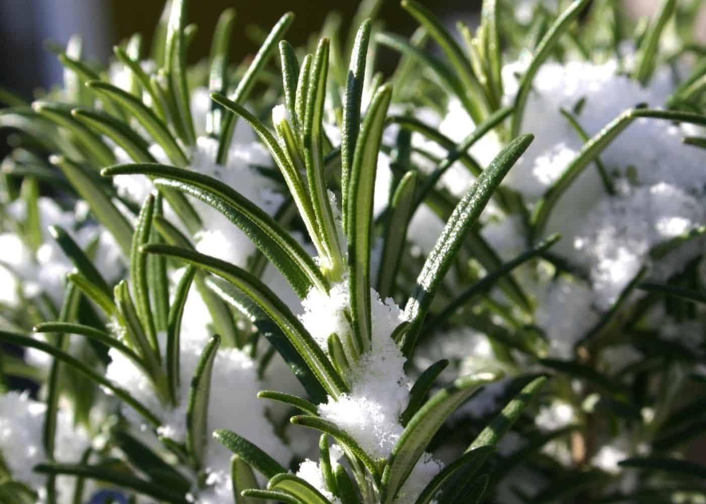 Rosemary in winter