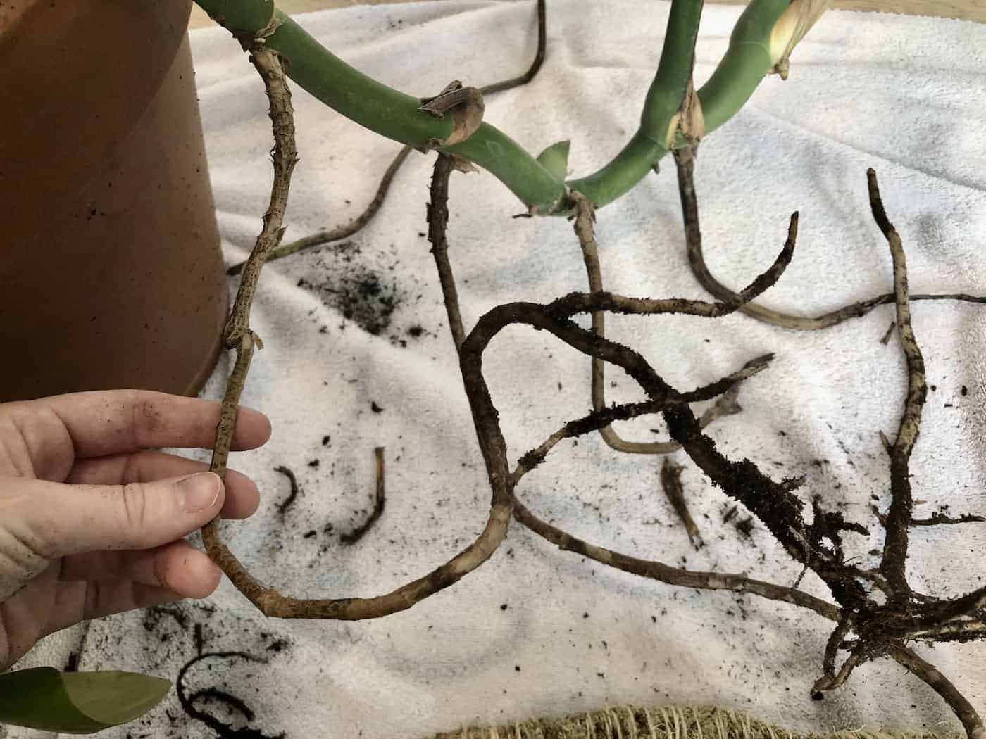 aerial roots of monstera plant