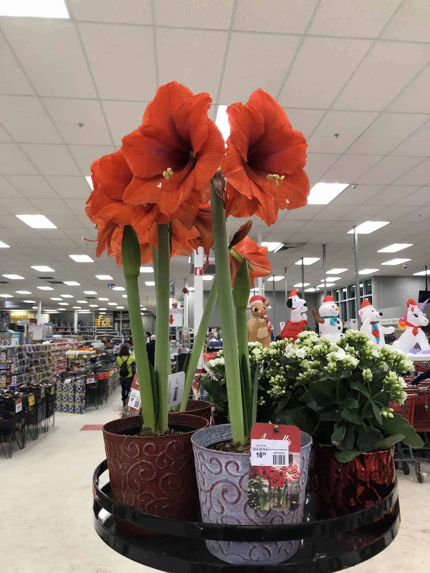 amaryllis blooming in a department store at Christmas