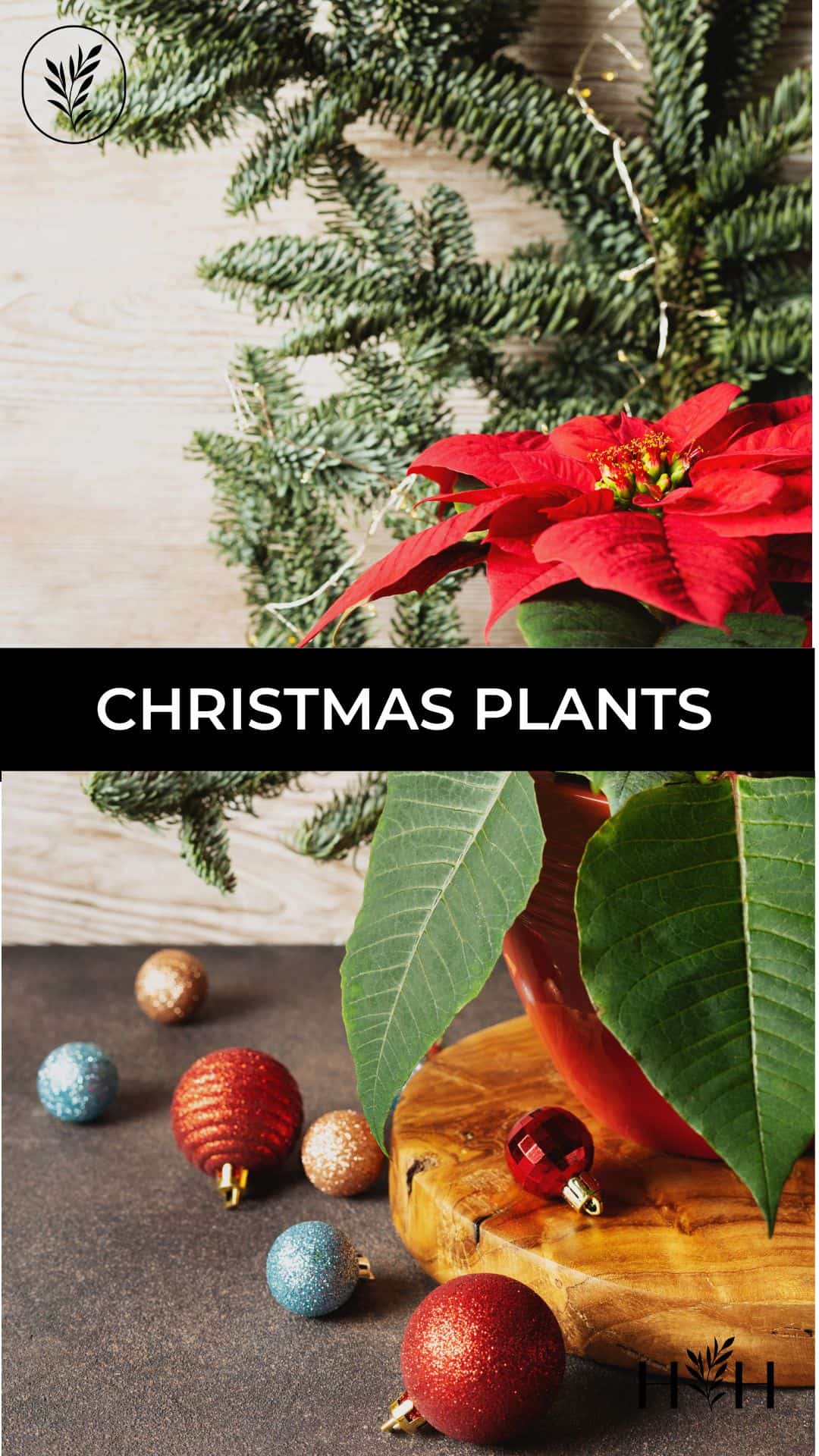 Christmas plants via @home4theharvest