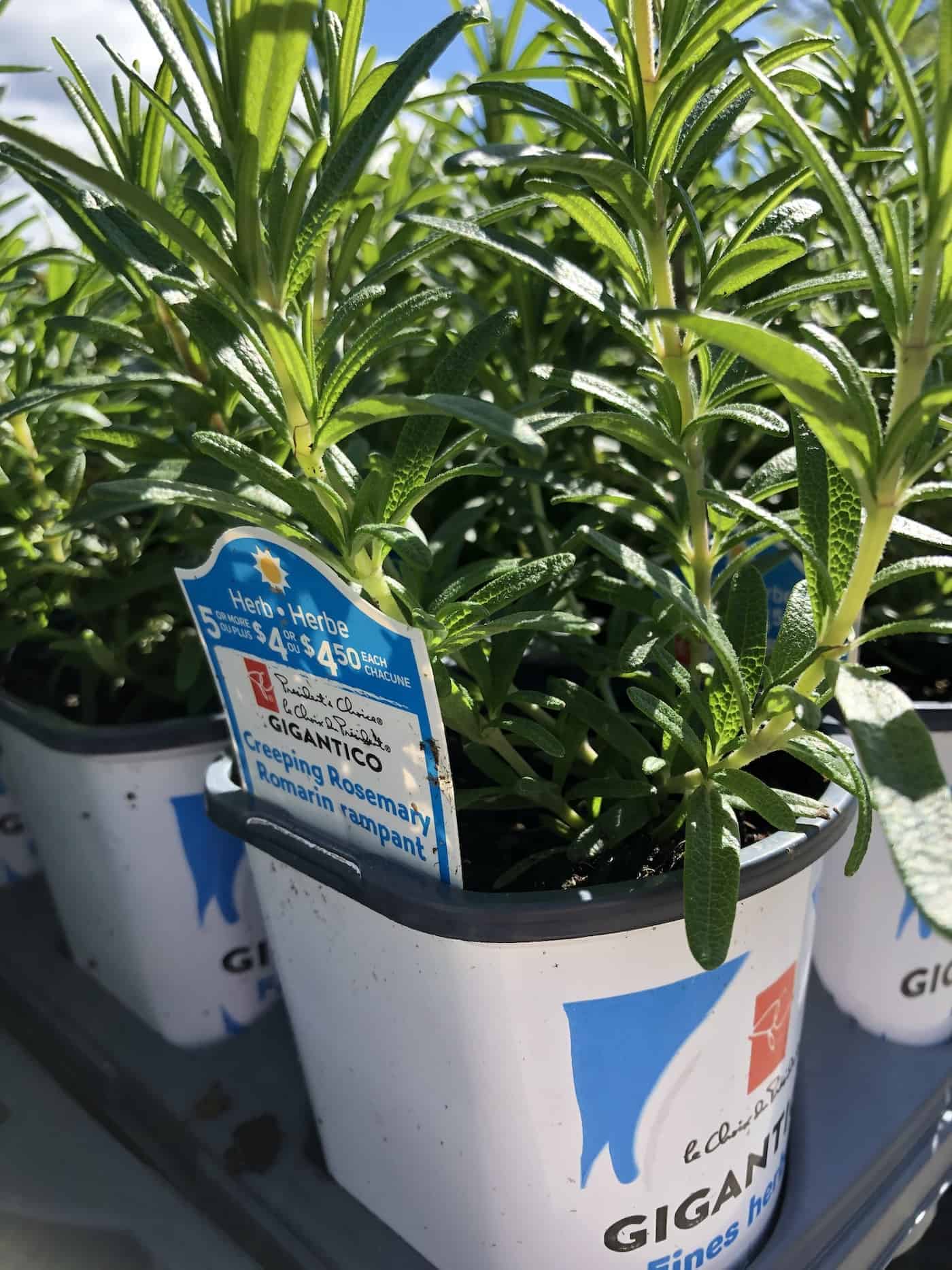 How to prune rosemary 🌿 ️ Keep your aromatic herb shapely and thriving