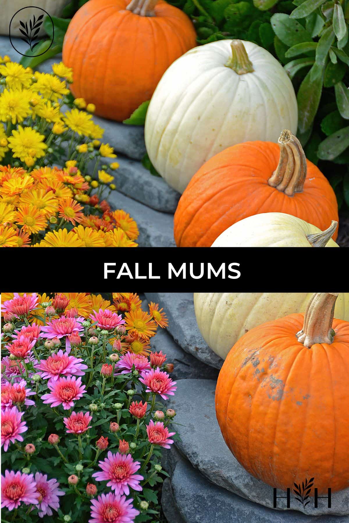 Fall mums via @home4theharvest