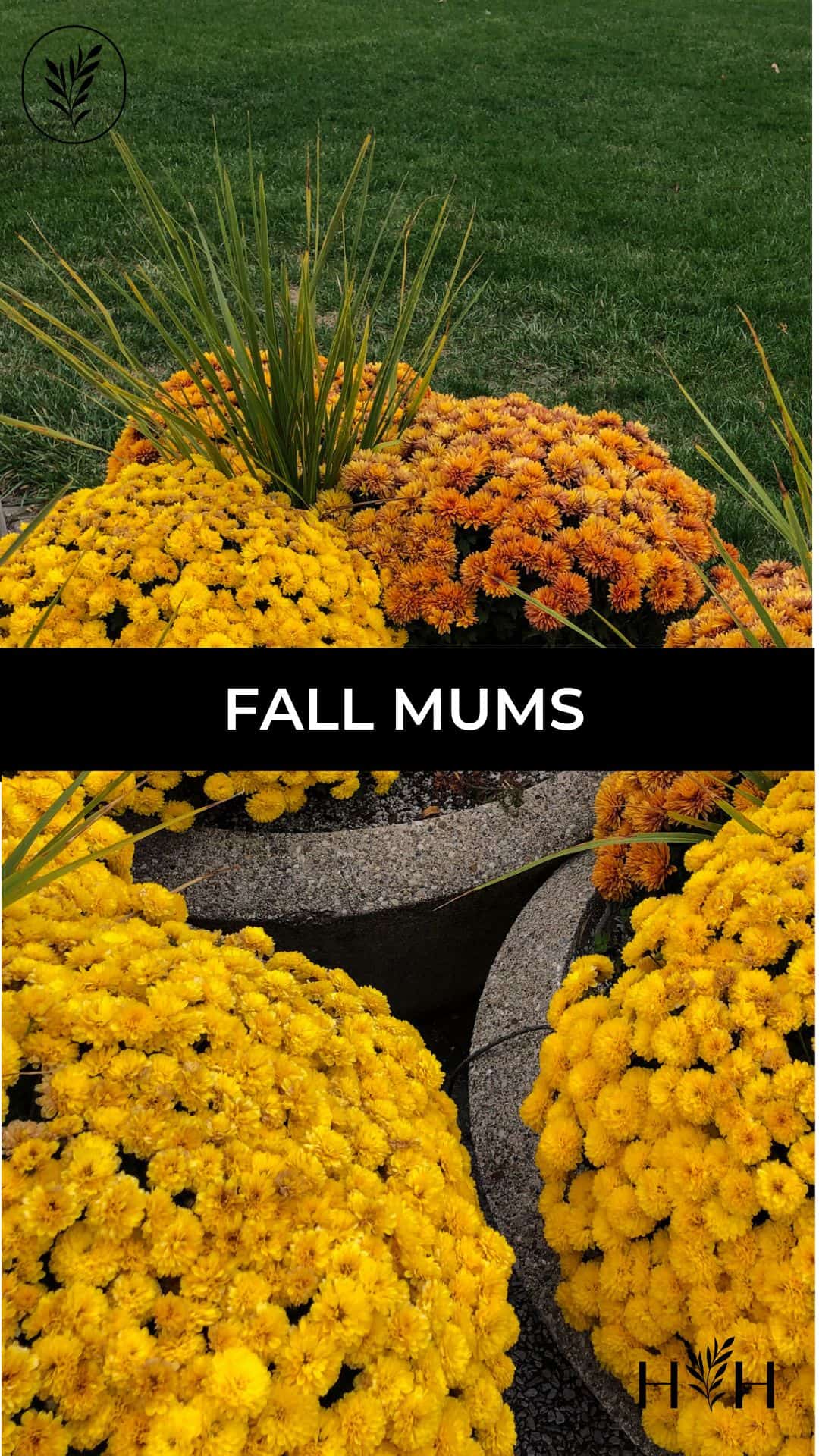Fall mums via @home4theharvest