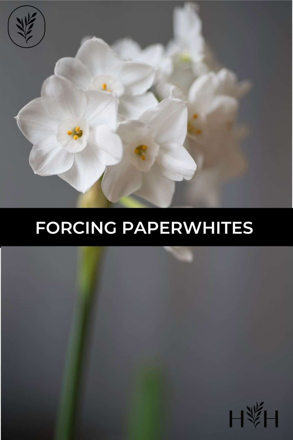 Forcing paperwhites via @home4theharvest