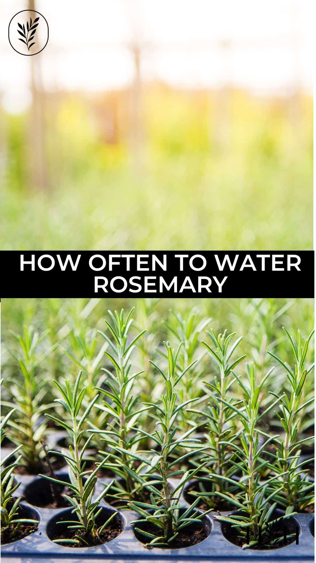 How often to water rosemary via @home4theharvest