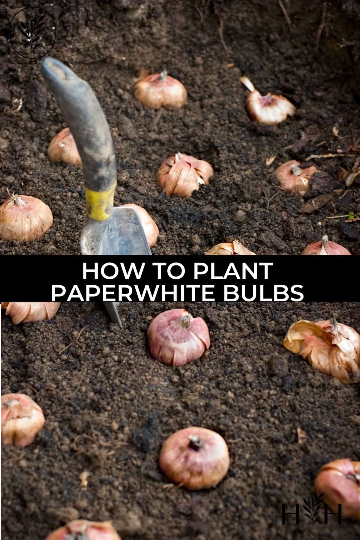 How to plant paperwhite bulbs via @home4theharvest