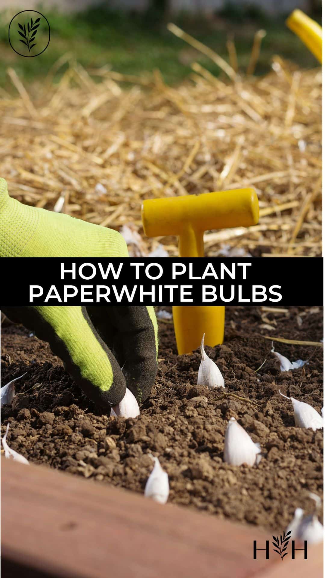 How to plant paperwhite bulbs via @home4theharvest