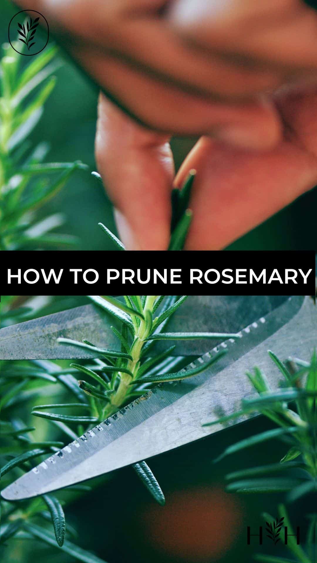 How to prune rosemary via @home4theharvest