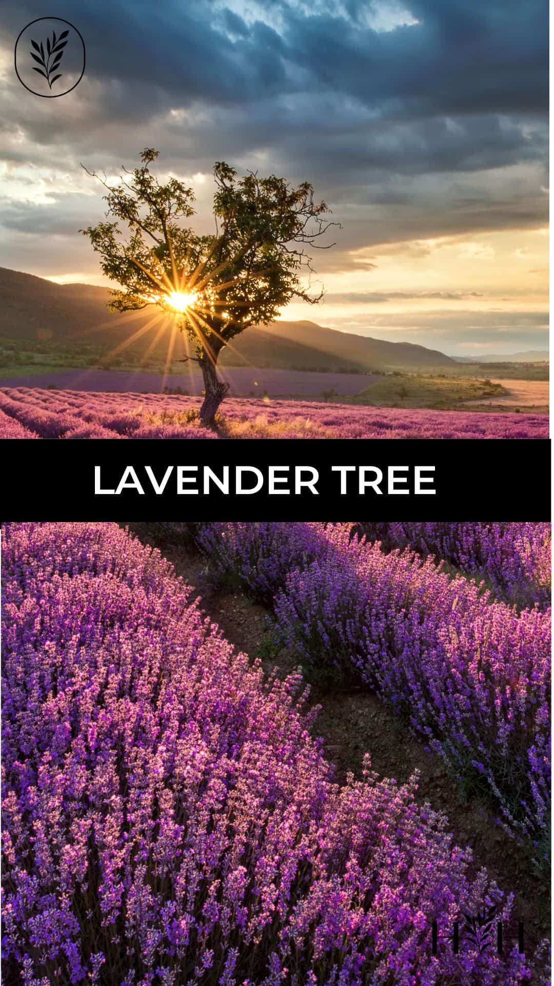 Lavender tree via @home4theharvest