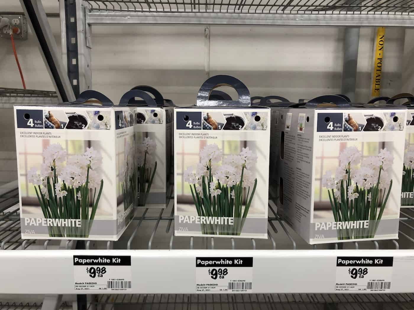 Paperwhite bulbs for sale at home depot