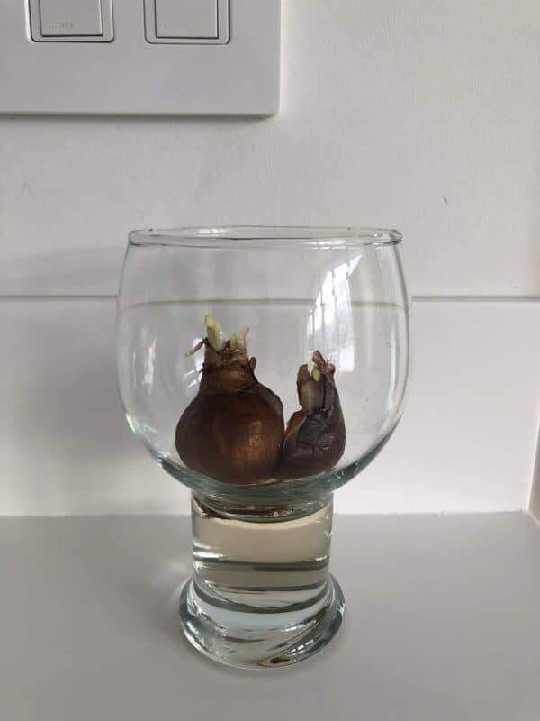 Growing paperwhites in water 🌱 💦 Unveil the magic behind hydroponic blooms!