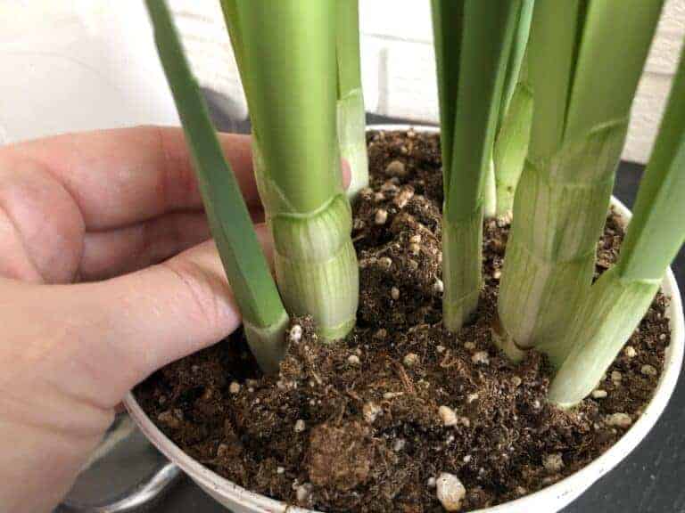 Mastering paperwhites care 🌿💡 Uncover tips for thriving blooms!