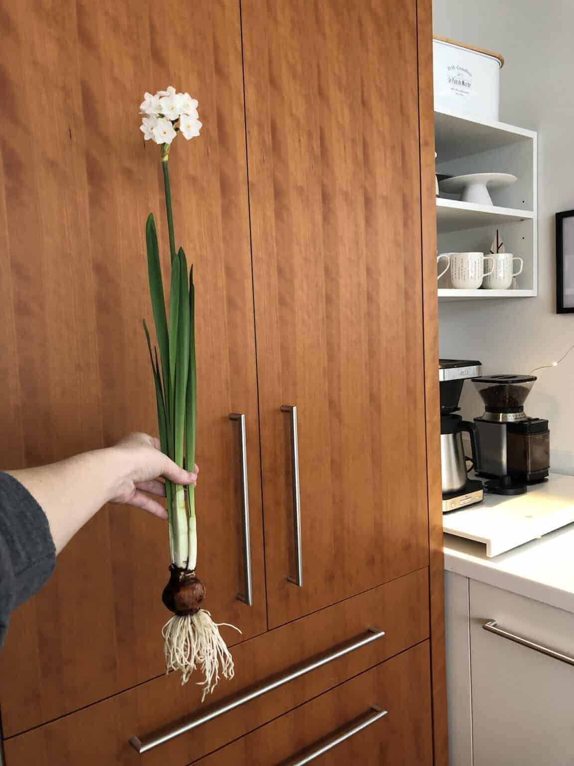 Growing paperwhites in water 🌱 💦 Unveil the magic behind hydroponic blooms!