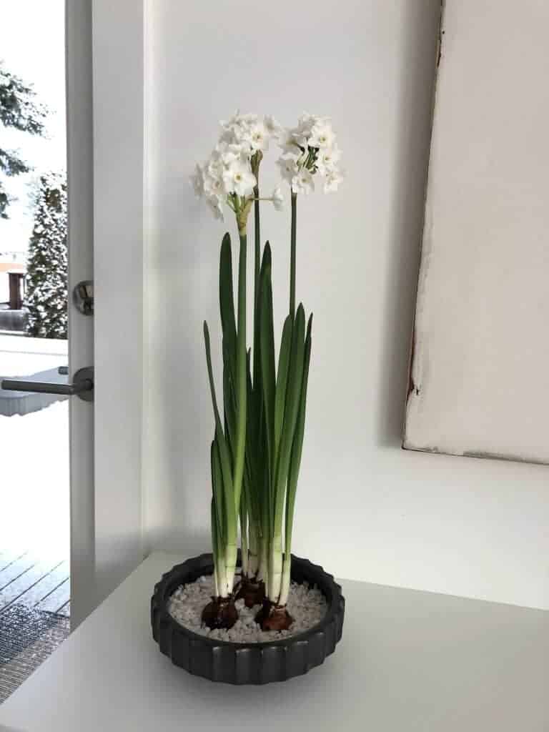 Paperwhites in water