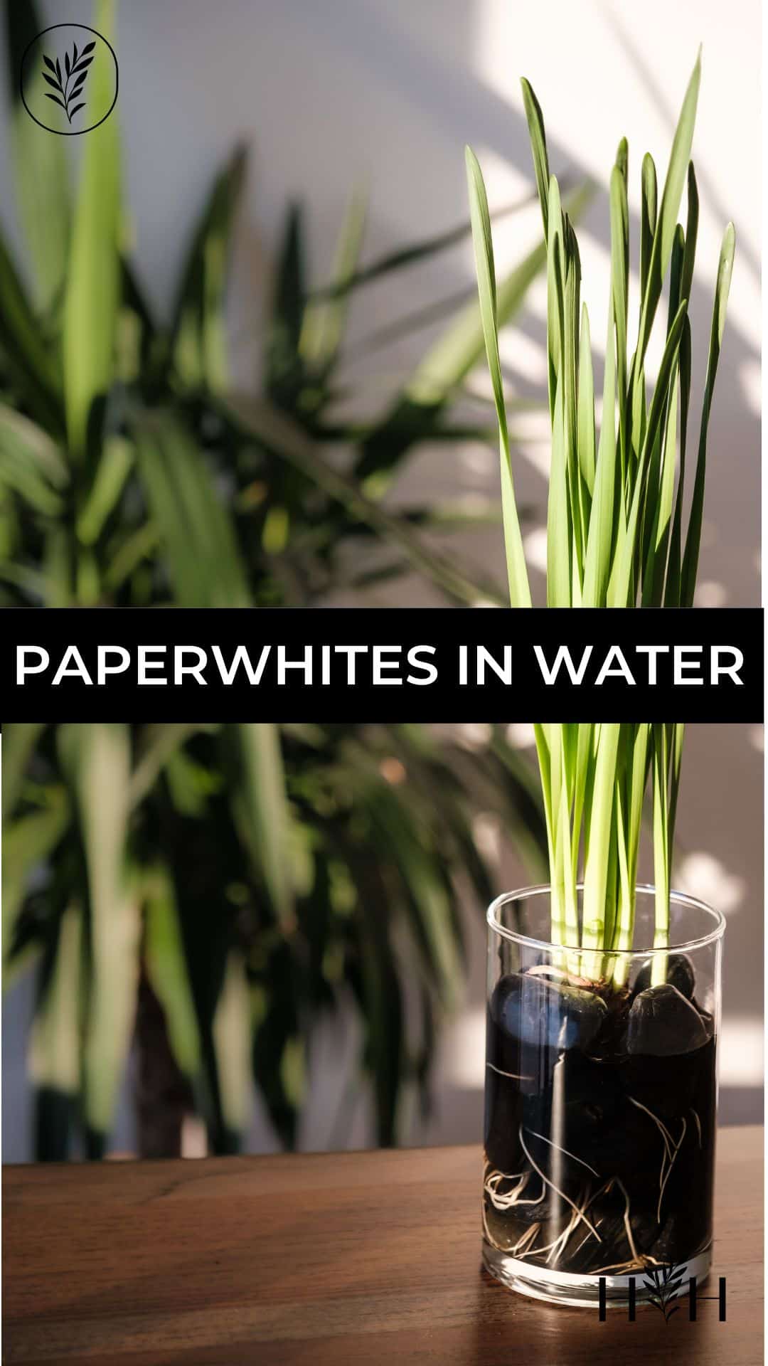 Paperwhites in water via @home4theharvest