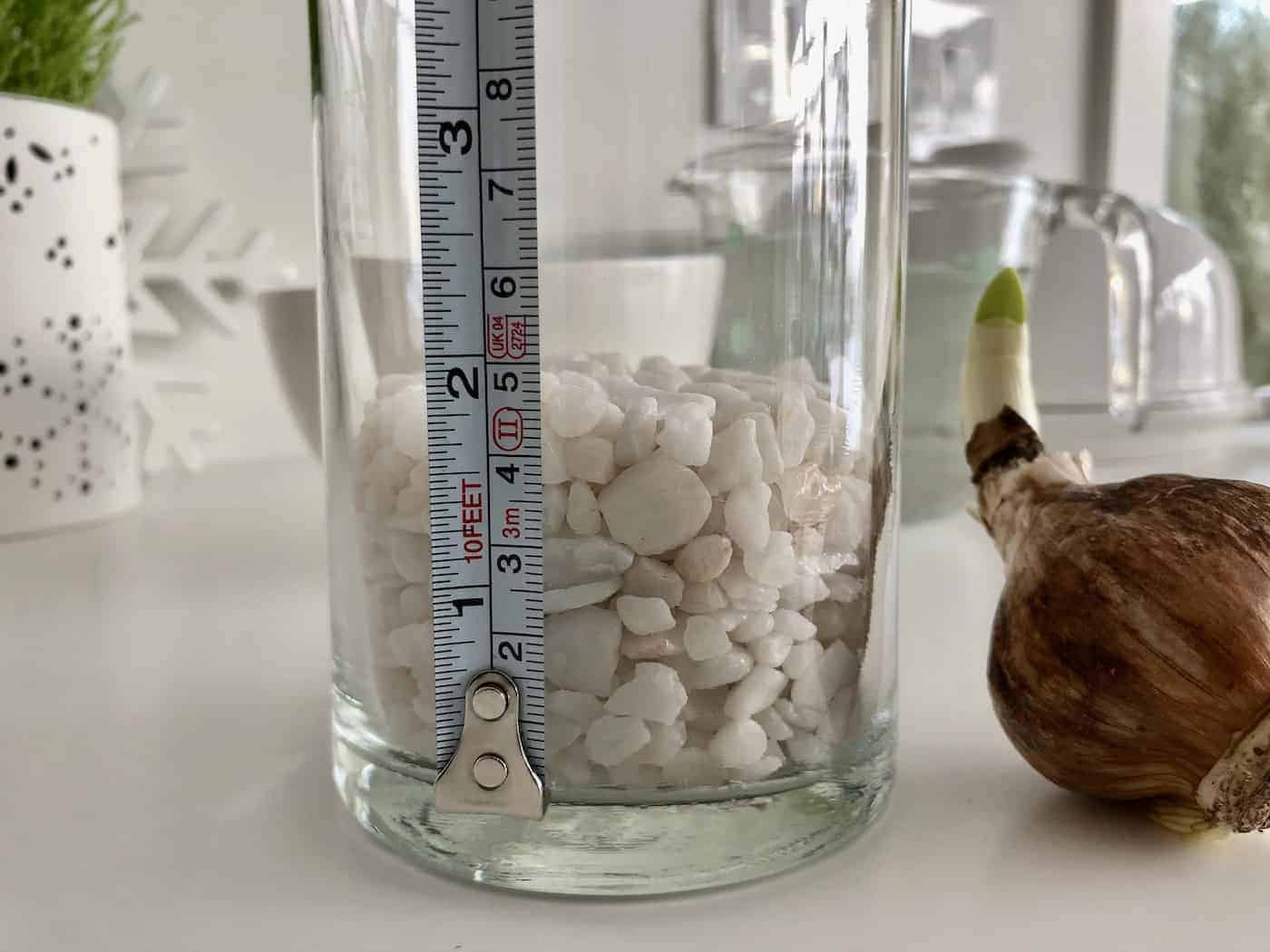 Pebbles in vase for planting paperwhite bulb