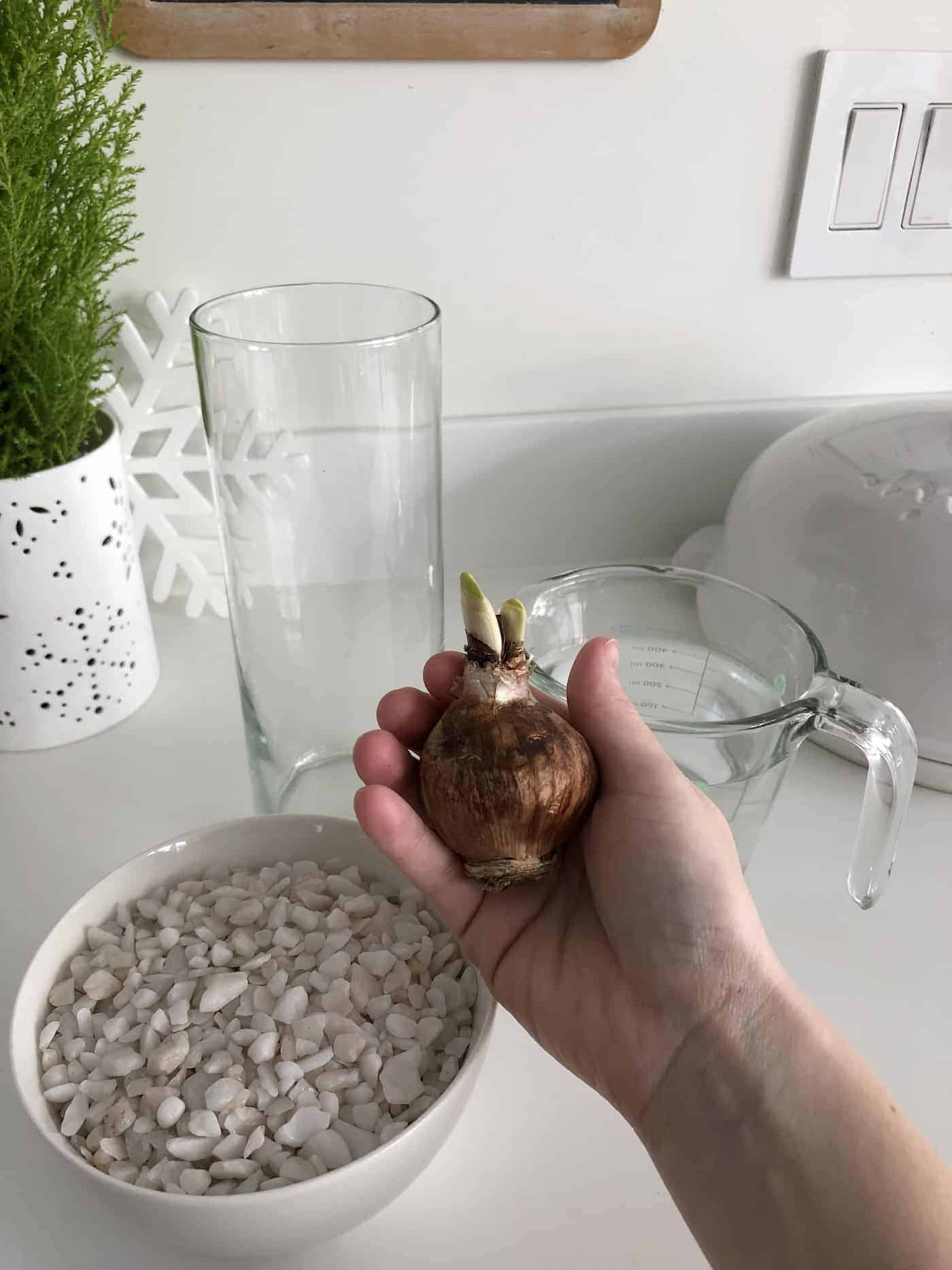 Planting a paperwhite in water with pebbles