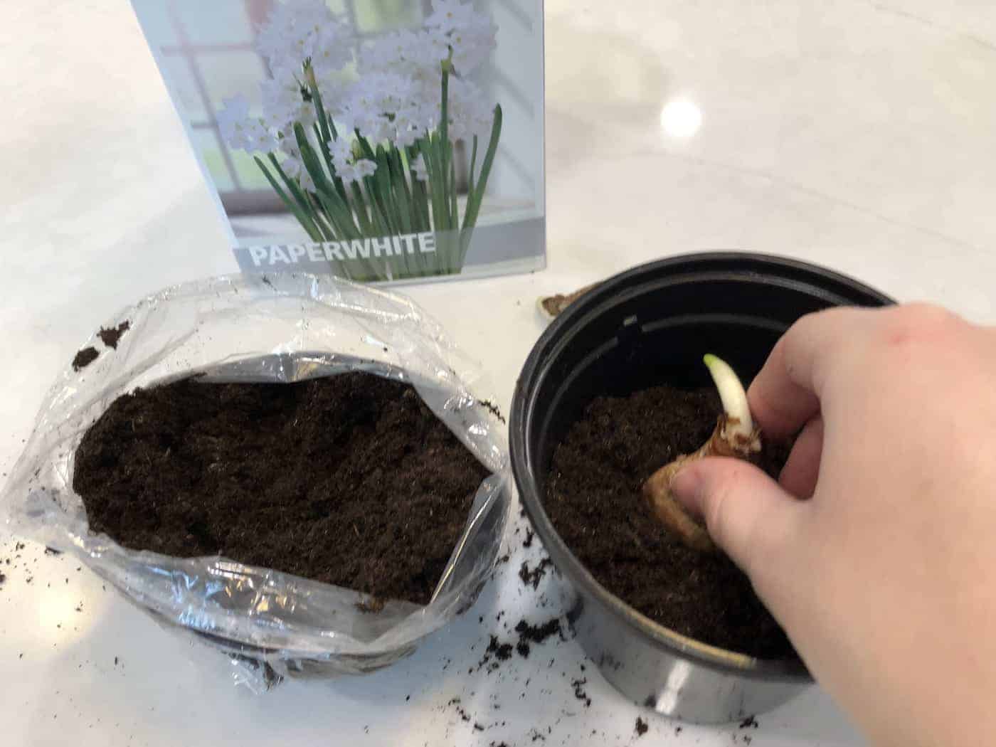 planting paperwhite bulbs for christmas time