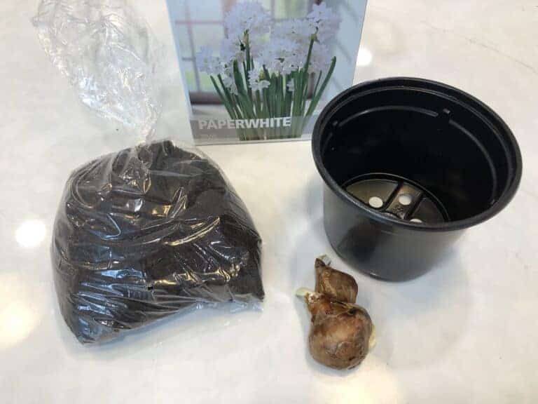 Discovering the charm of paperwhite Ziva 💐 Unleash its full blooming