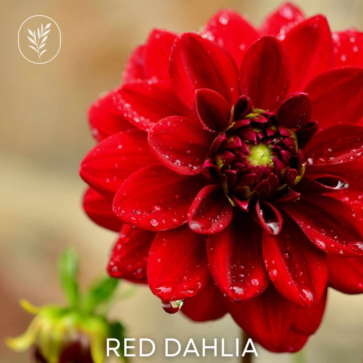 Red dahlia via @home4theharvest