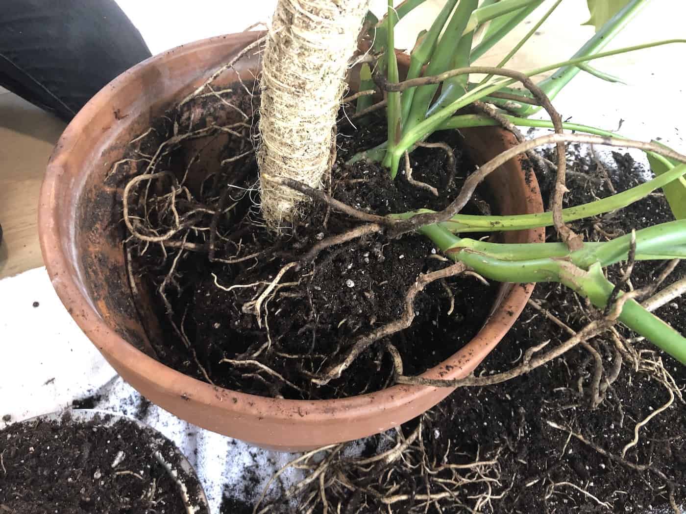 Repotting the monstera plant around the moss pole base in the planter