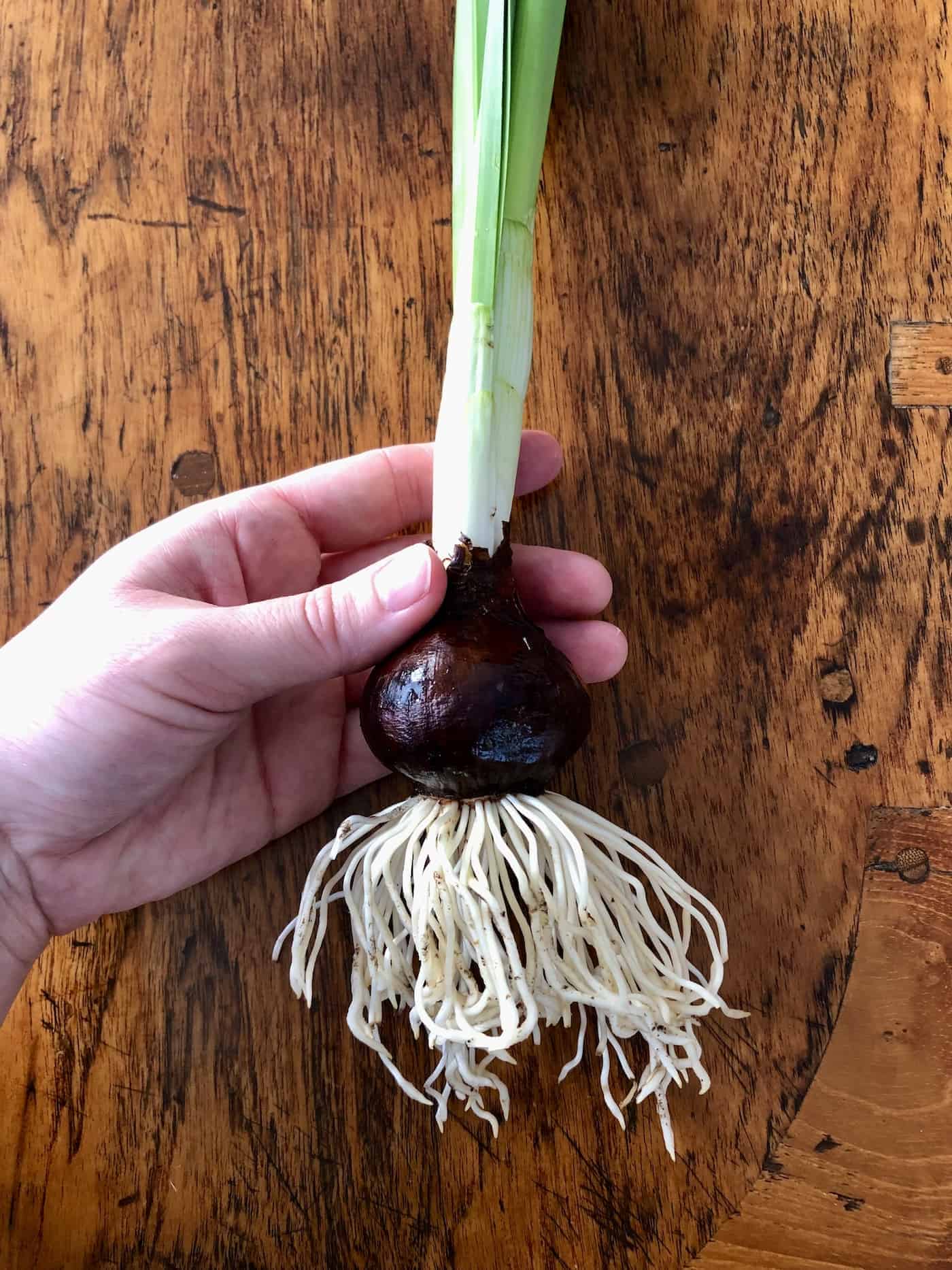 Roots of a paperwhite bulb as it grows