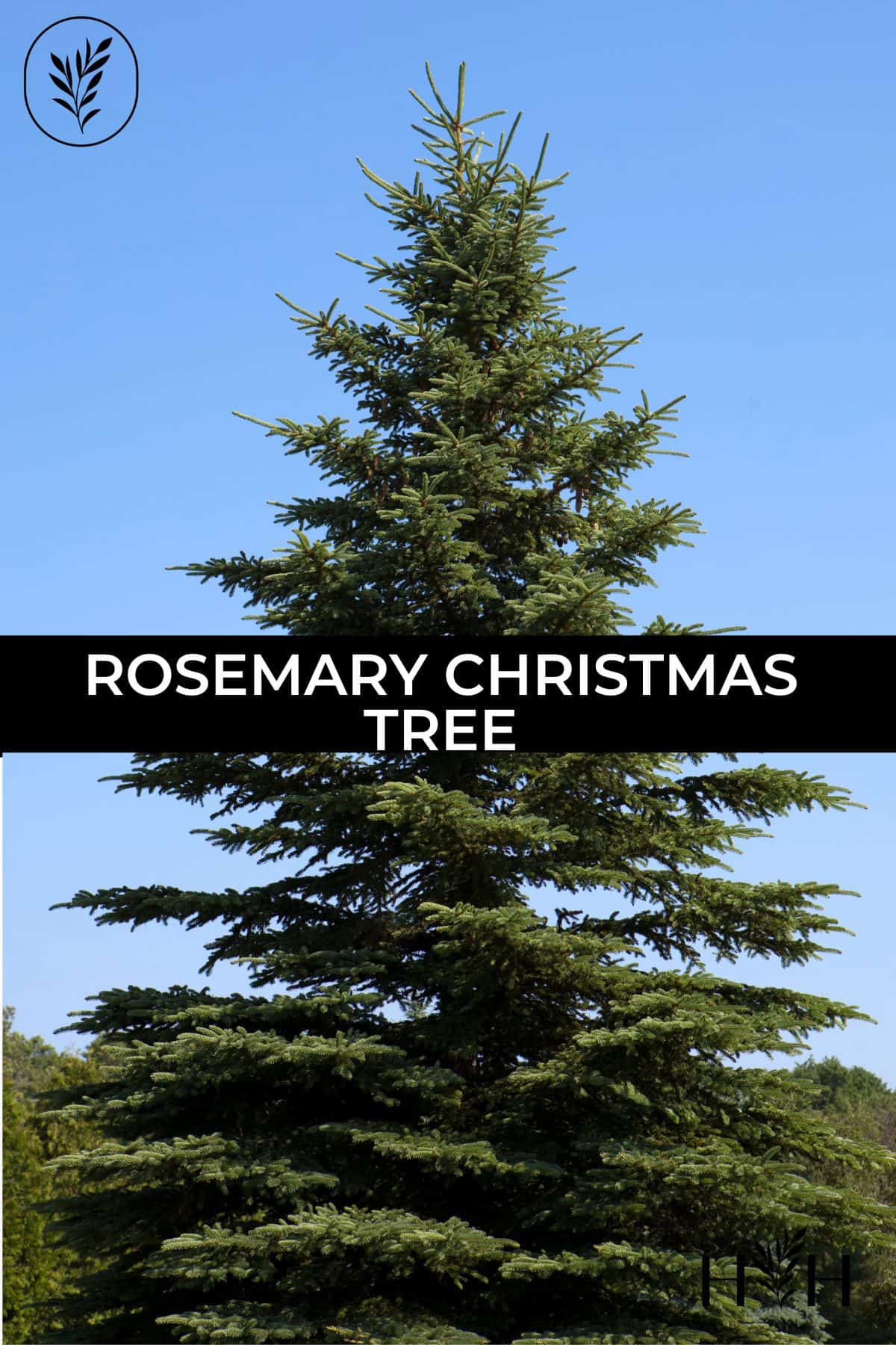 Rosemary christmas tree via @home4theharvest