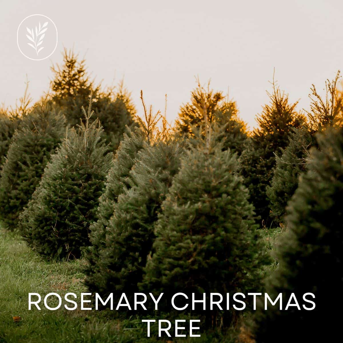Rosemary christmas tree via @home4theharvest