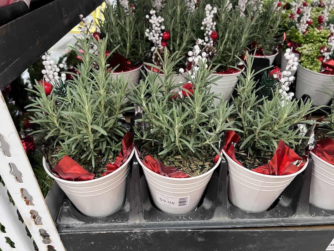 Rosemary christmas trees for sale
