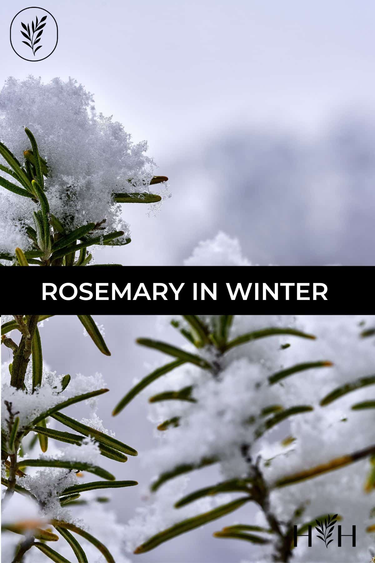 Rosemary in winter via @home4theharvest