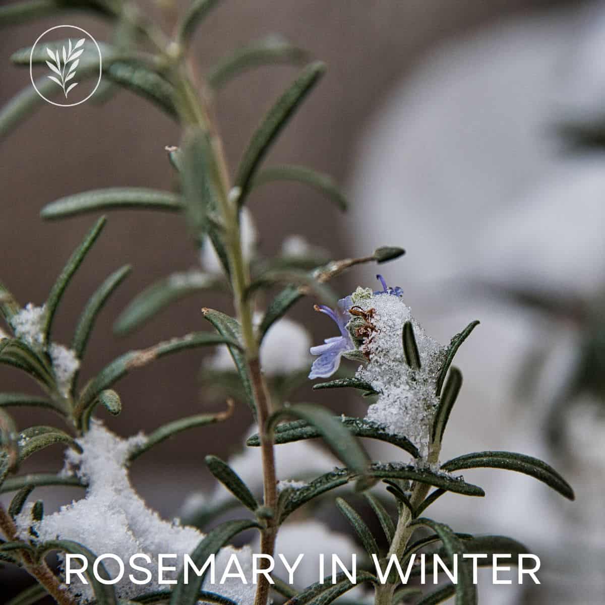 Rosemary in winter via @home4theharvest