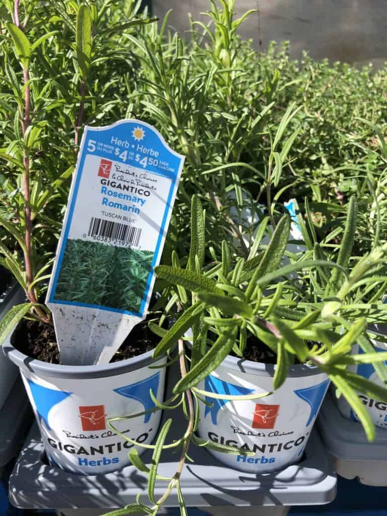 Rosemary hedge 🌿 🍃 Creating aromatic borders for your garden