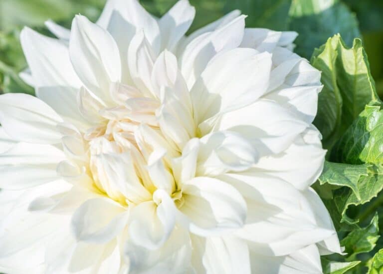 White dahlia - fleurel