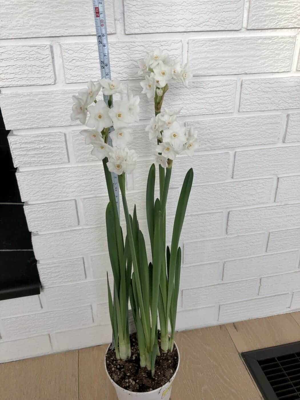 Discovering the charm of paperwhite Ziva 💐 Unleash its full blooming