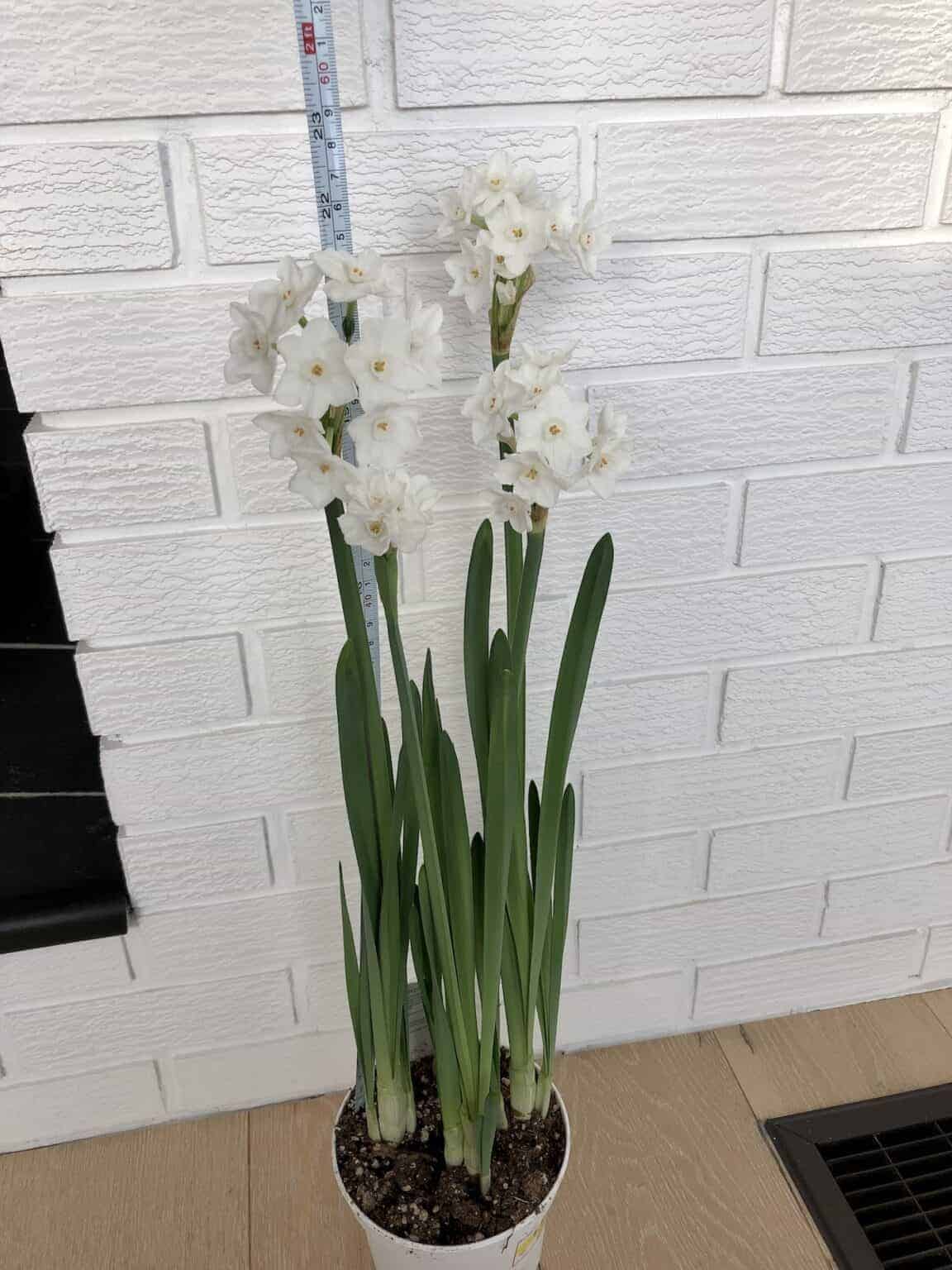 Discovering the charm of paperwhite Ziva 💐 Unleash its full blooming potential!